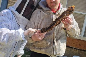 Stephen Ross and Kim Brady Bee Removal